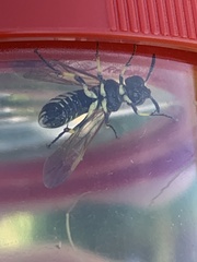 Tenthredo marginella