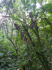Heliconius charithonia