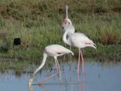 Phoenicopterus roseus