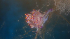 Coryphellina rubrolineata