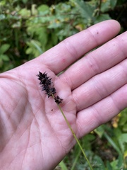 Carex spicata