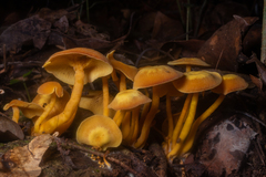 Tricholomopsis aurea