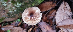 Leucoagaricus rubrotinctus