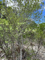 Forestiera reticulata