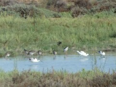 Recurvirostra avosetta