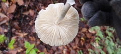Leucoagaricus rubrotinctus