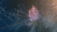 Coryphellina rubrolineata