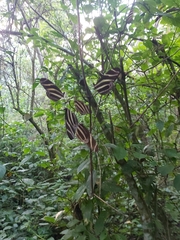 Heliconius charithonia