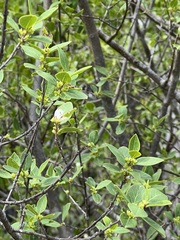 Forestiera reticulata