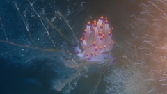 Coryphellina rubrolineata
