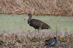 Aramus guarauna