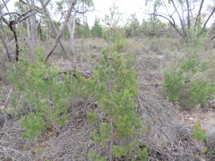 Callitris rhomboidea