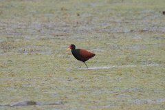 Jacana jacana