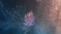 Coryphellina rubrolineata