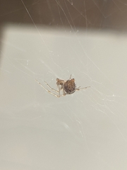 Parasteatoda tepidariorum