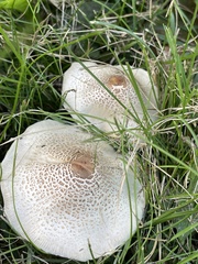 Lepiota cristata