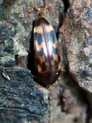 Orchesia undulata