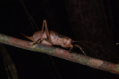 Nesoecia