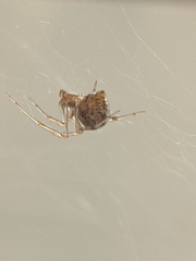 Parasteatoda tepidariorum