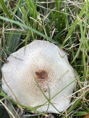 Lepiota cristata