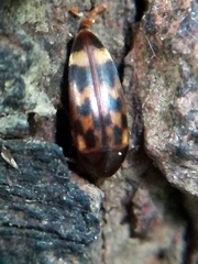 Orchesia undulata