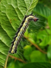 Acronicta
