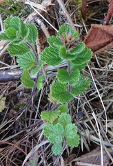 Teucrium