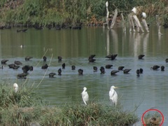 Marmaronetta angustirostris