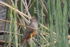 Turdus rufiventris