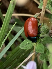 Chrysomela populi