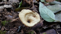 Polyporaceae