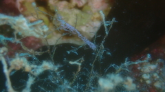 Nudibranchia