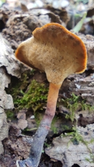 Polyporaceae
