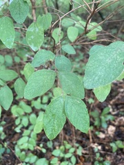 Symphoricarpos
