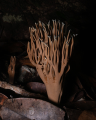 Phaeoclavulina cyanocephala