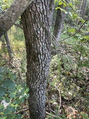 Populus deltoides