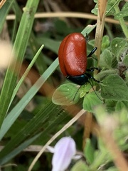 Chrysomela populi