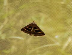 Grammodes bifasciata