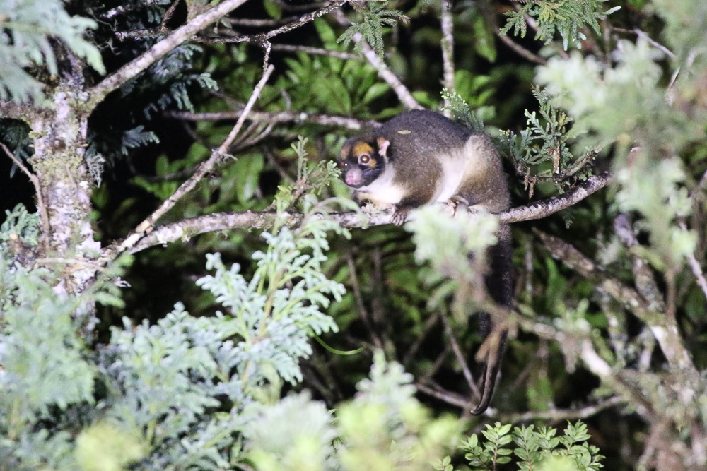 Masked Ringtail