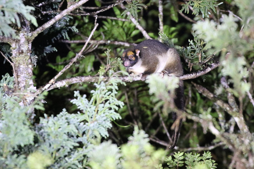 Masked Ring-tailed Possum (Pseudochirulus larvatus) — Least Concern Mammalia