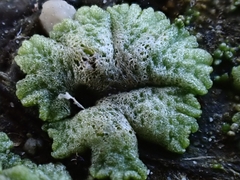 Riccia cavernosa