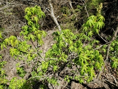 Aesculus glabra arguta
