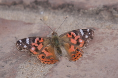 Vanessa braziliensis