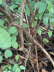 Symphoricarpos