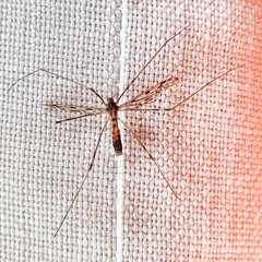 Limoniidae
