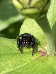 Paraphidippus aurantius