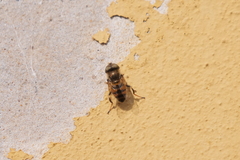 Eristalinus taeniops