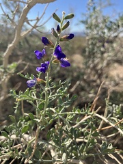 Psorothamnus arborescens