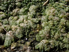 Riccia cavernosa