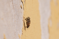 Eristalinus taeniops